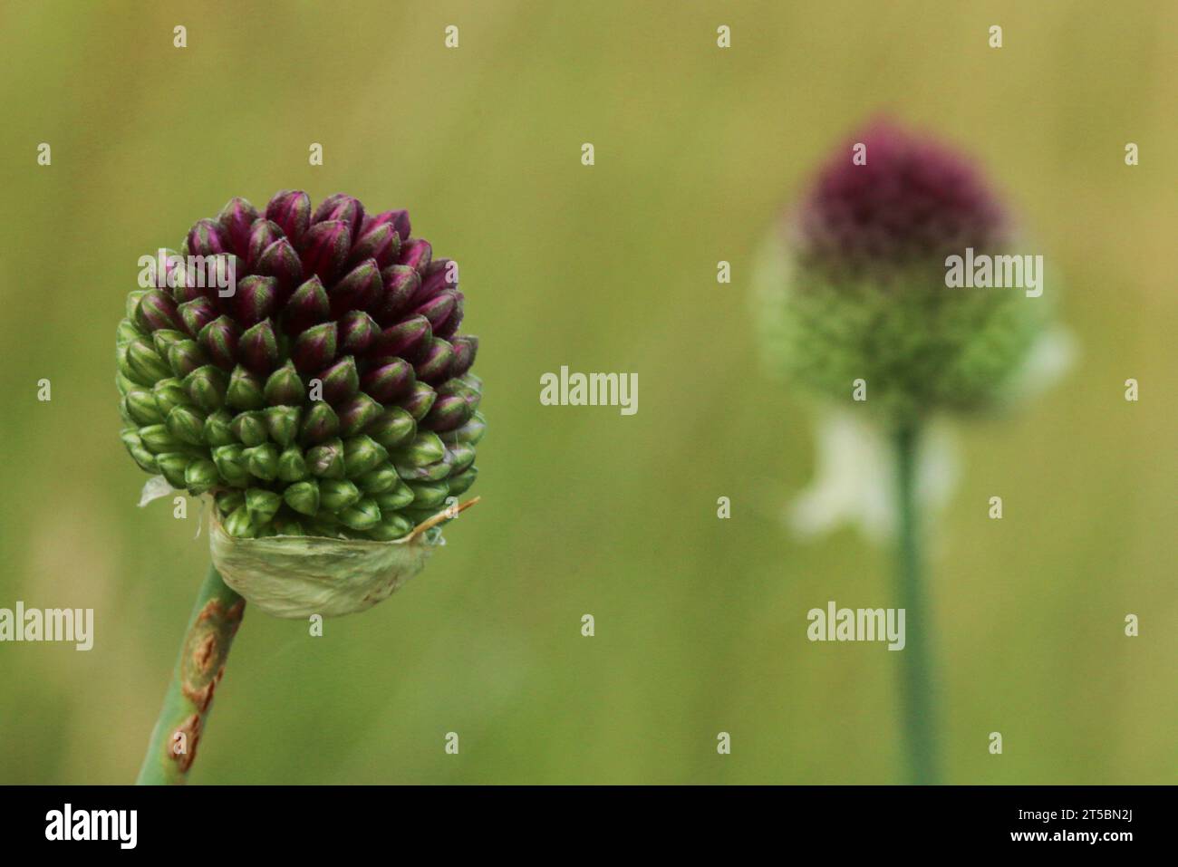 Bacinella allium, aglio a testa tonda (Allium sphaerocephalon) Foto Stock