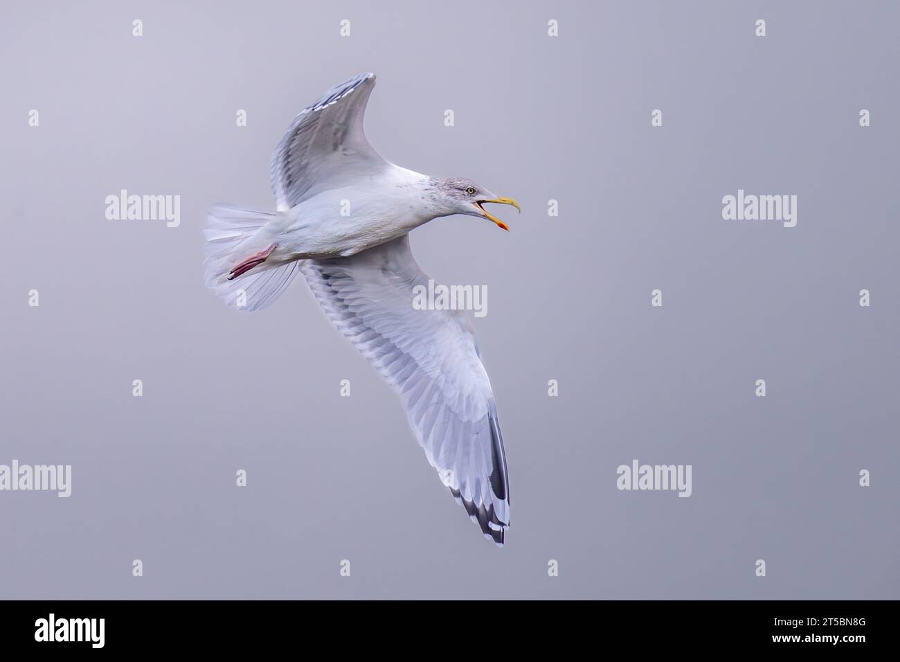 European Herring Gull. (Laurus argentatus) volare e chiamare Foto Stock