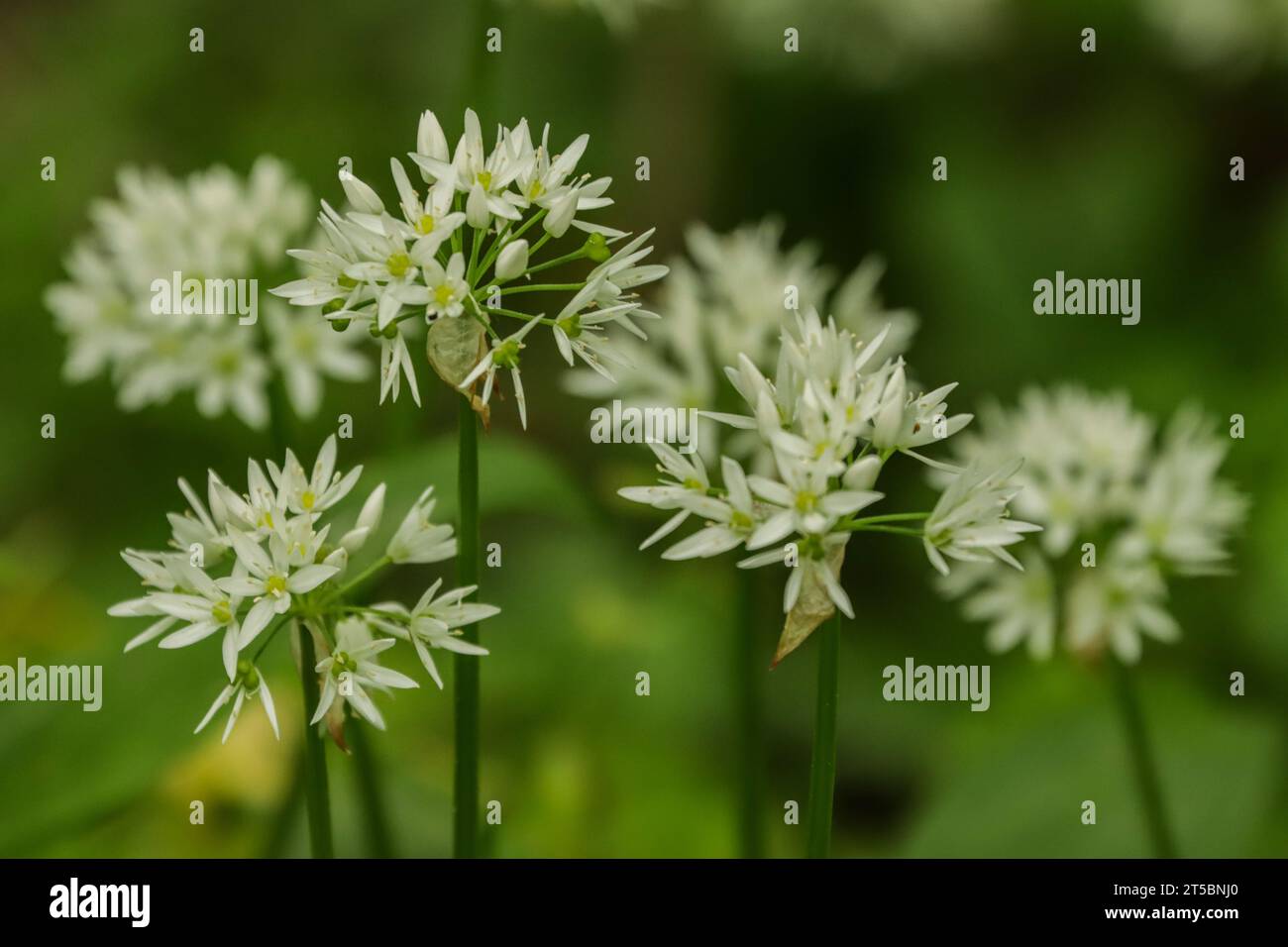 Aglio selvatico (Allium ursinum) che cresce in legno umido ombreggiato Foto Stock