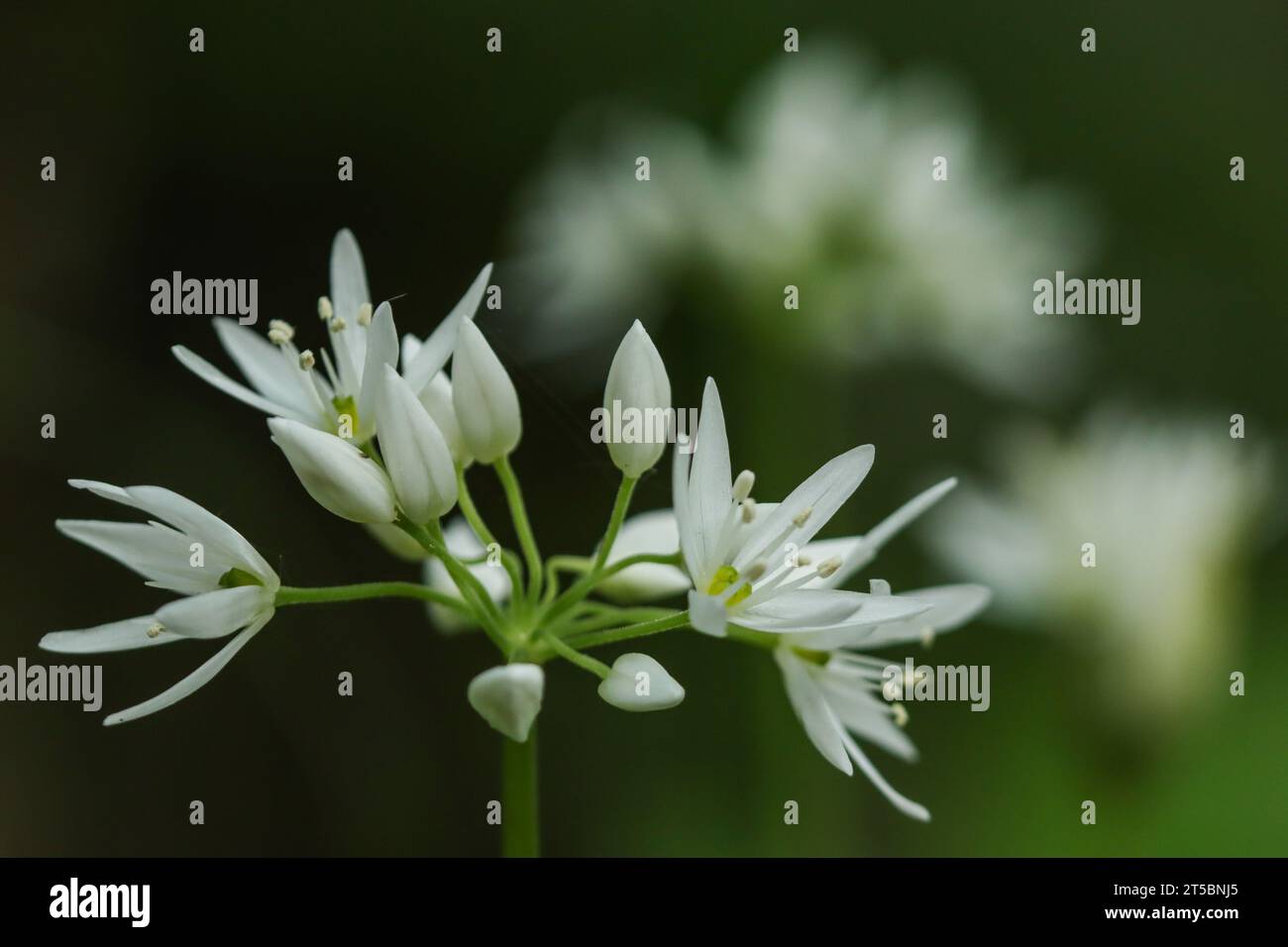 Aglio selvatico (Allium ursinum) che cresce in legno umido ombreggiato Foto Stock