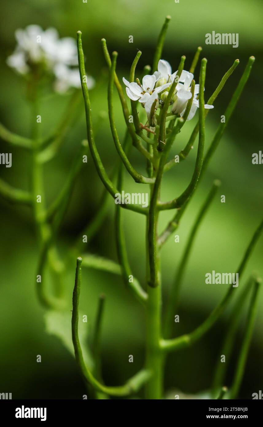 Senape all'aglio (Alliaria petiolata), aglio per siepi Foto Stock