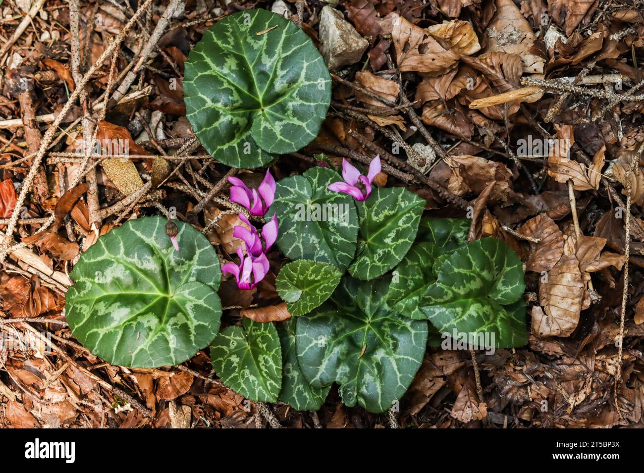 Ciclamino viola (ciclamino porpora), che cresce vicino alle prealpi e al giura svizzero Foto Stock