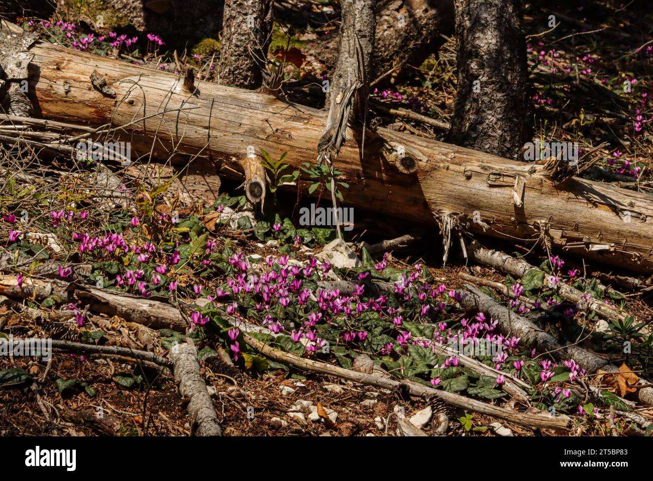 Ciclamini viola nella foresta ai piedi del Giura svizzero (ciclamini purpurasceni) Foto Stock
