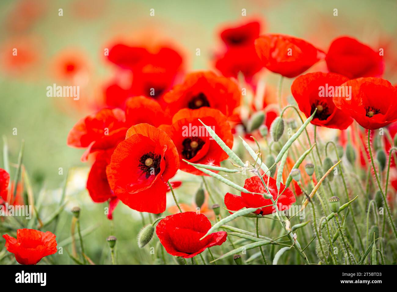 Un primo piano di vivaci papaveri in estate, con una profondità di campo ridotta Foto Stock