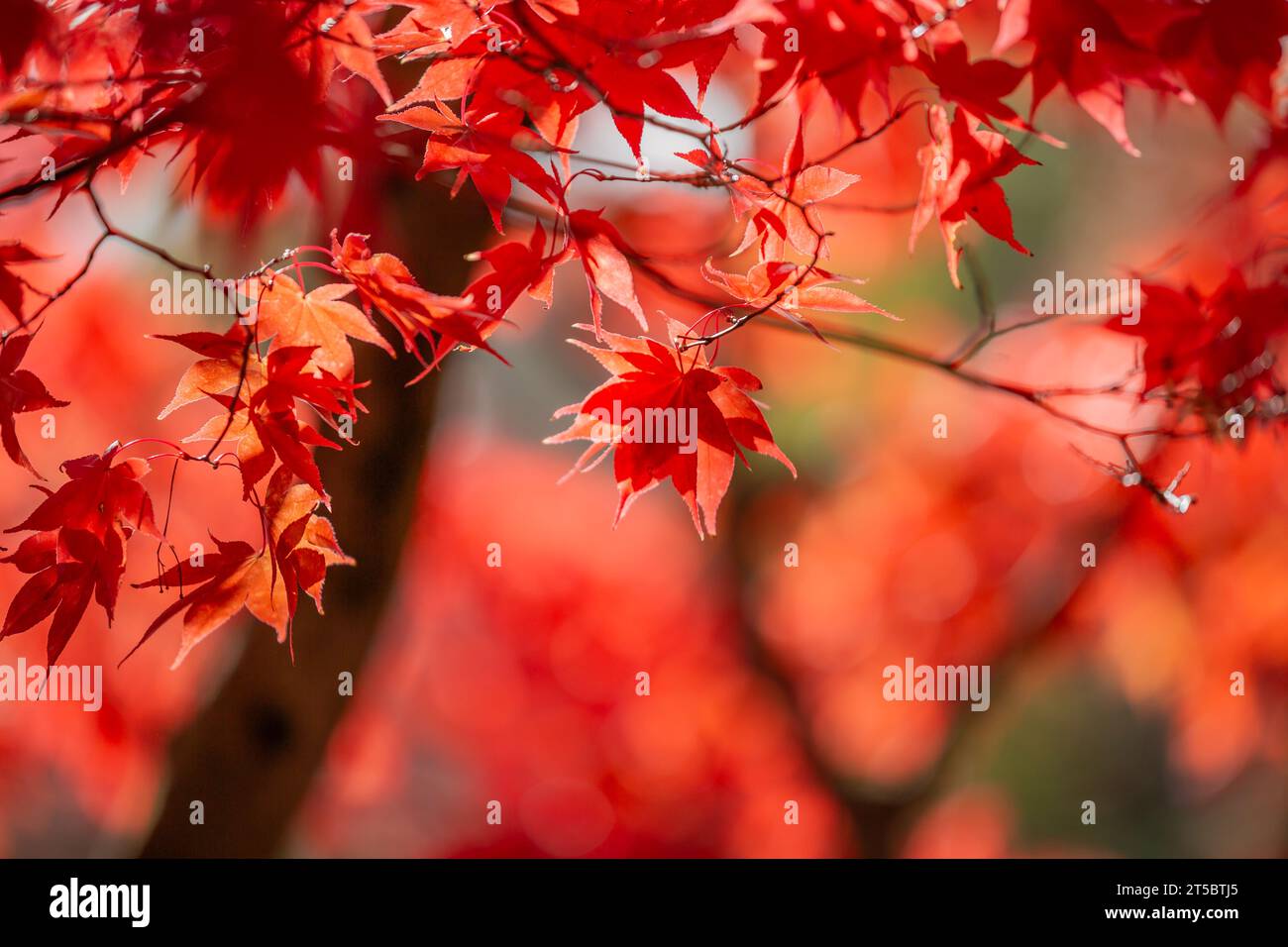 Un acero giapponese al sole di novembre Foto Stock