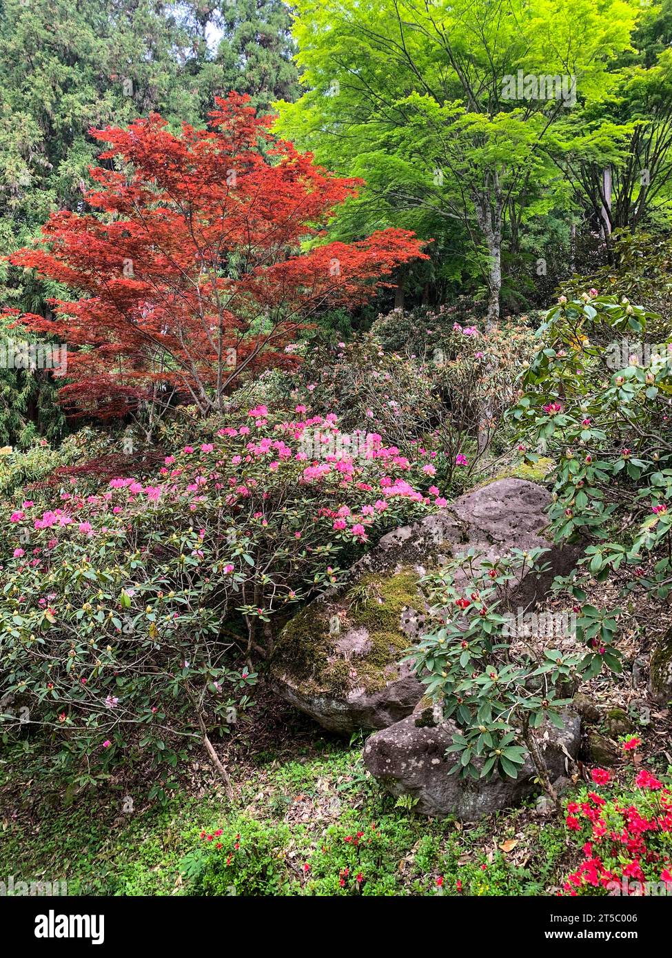 Giappone, Kyushu. Acero giapponese e Rhododendron sulla strada per il tempio buddista Choan-ji. Penisola di Kunisaki, Prefettura di Oita. Foto Stock