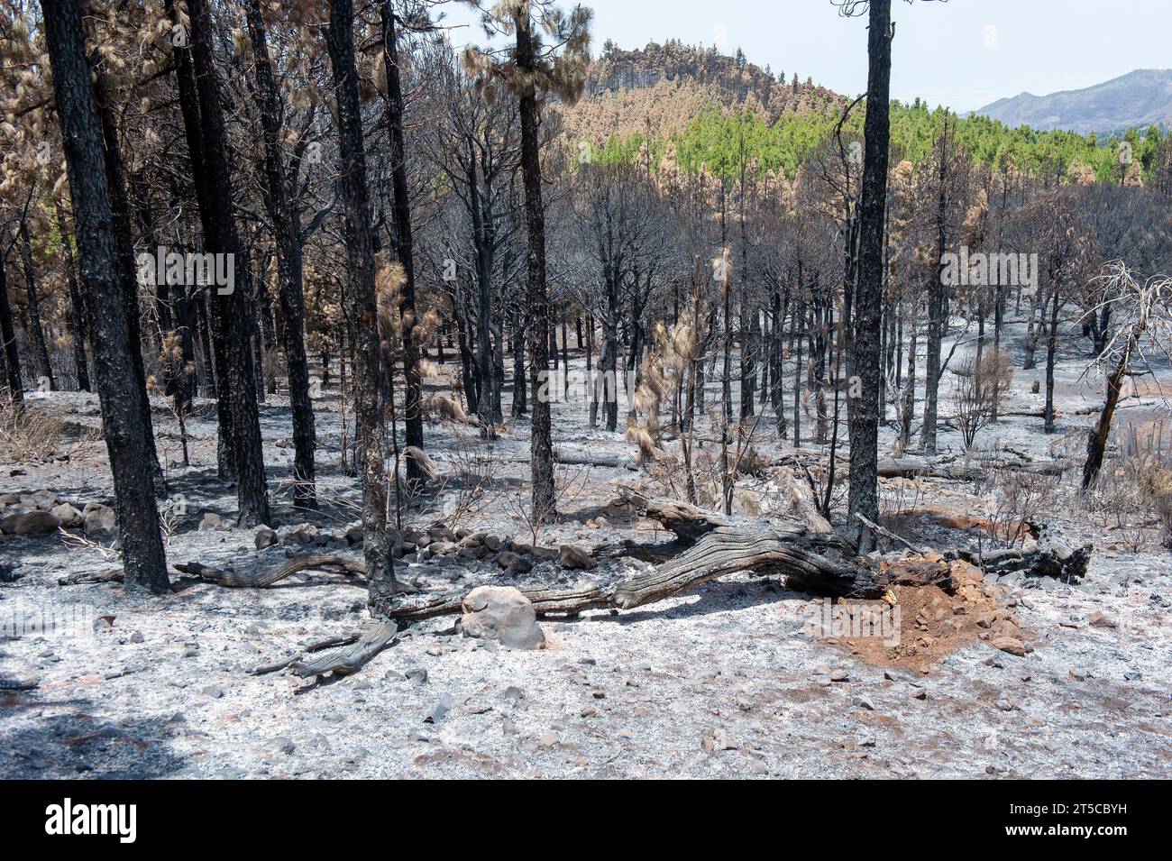 Risultato di un incendio boschivo che infuriò intorno alla montagna più alta dell'isola di Gran Canaria alla fine di luglio 2023 Foto Stock