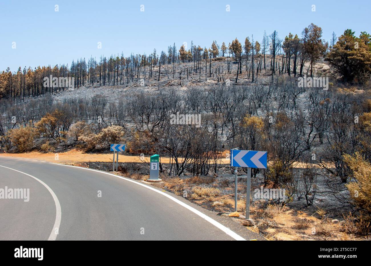 Risultato di un incendio boschivo che infuriò intorno alla montagna più alta dell'isola di Gran Canaria alla fine di luglio 2023 Foto Stock