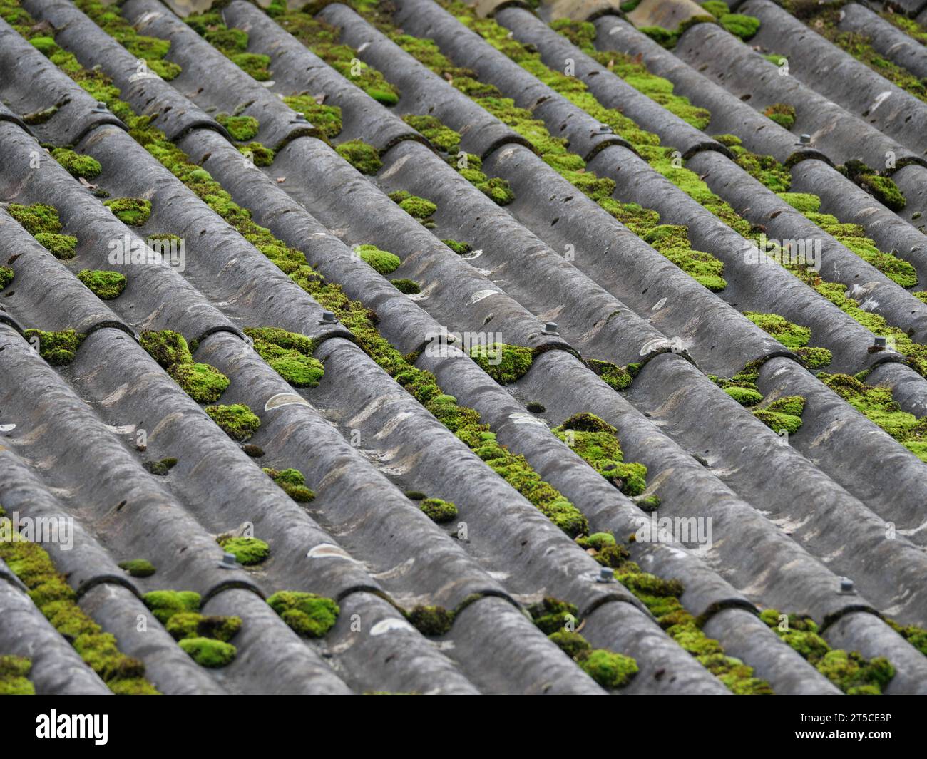 Cuscino in muschio verde che cresce su un tetto realizzato con fogli di amianto corrugato grigio Foto Stock