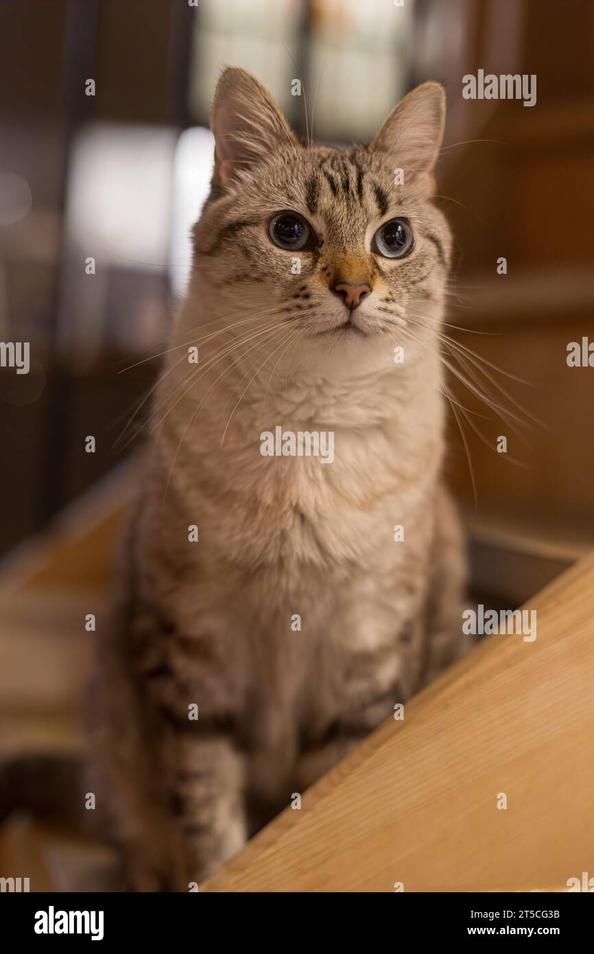 Gatto domestico bianco e grigio seduto sulle scale in un soggiorno Foto Stock