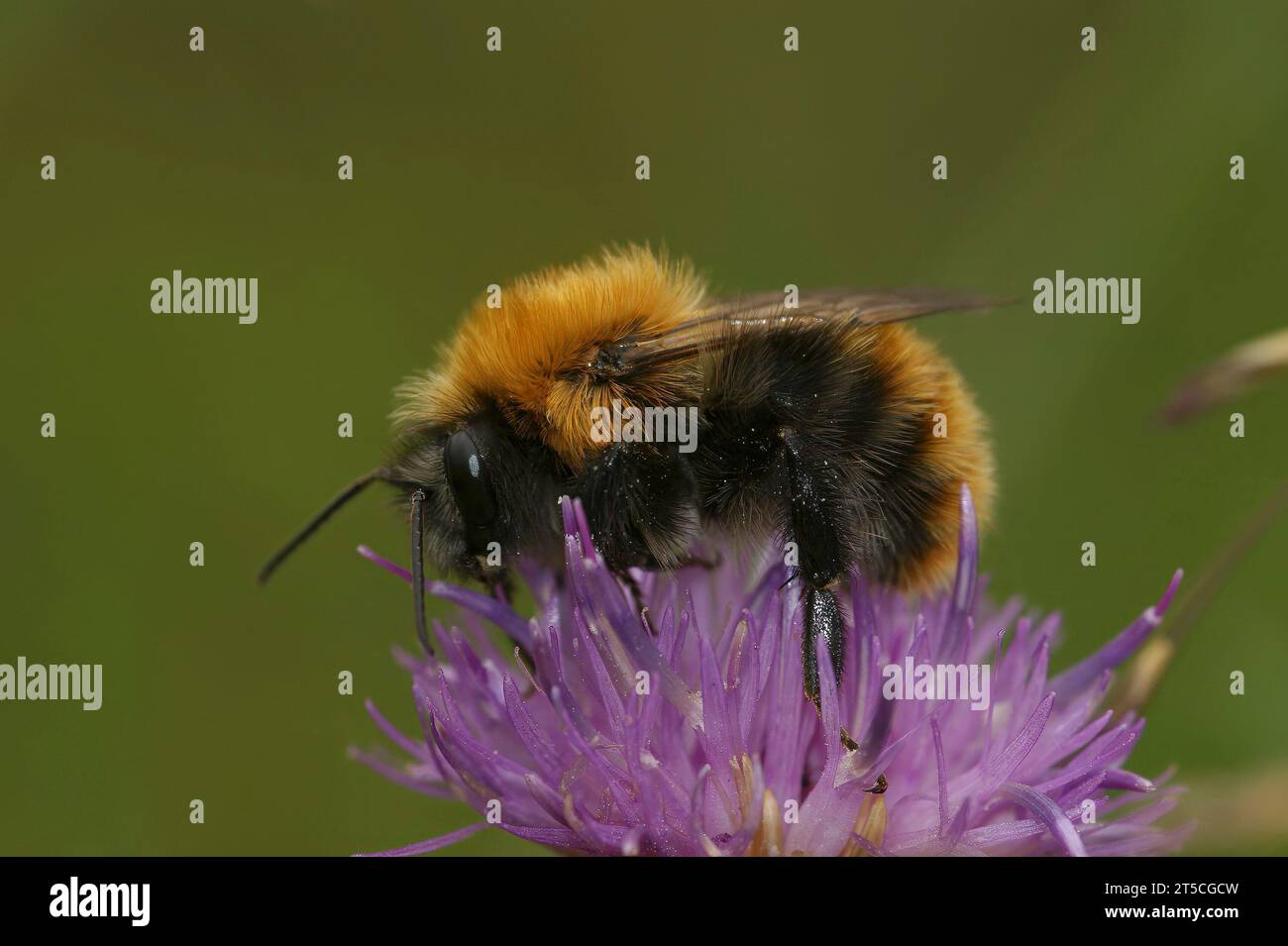 Primo piano naturale colorato su un'insolita variante di colore scuro nell'ape carder comune Bombus pascuorum moorselensis Foto Stock