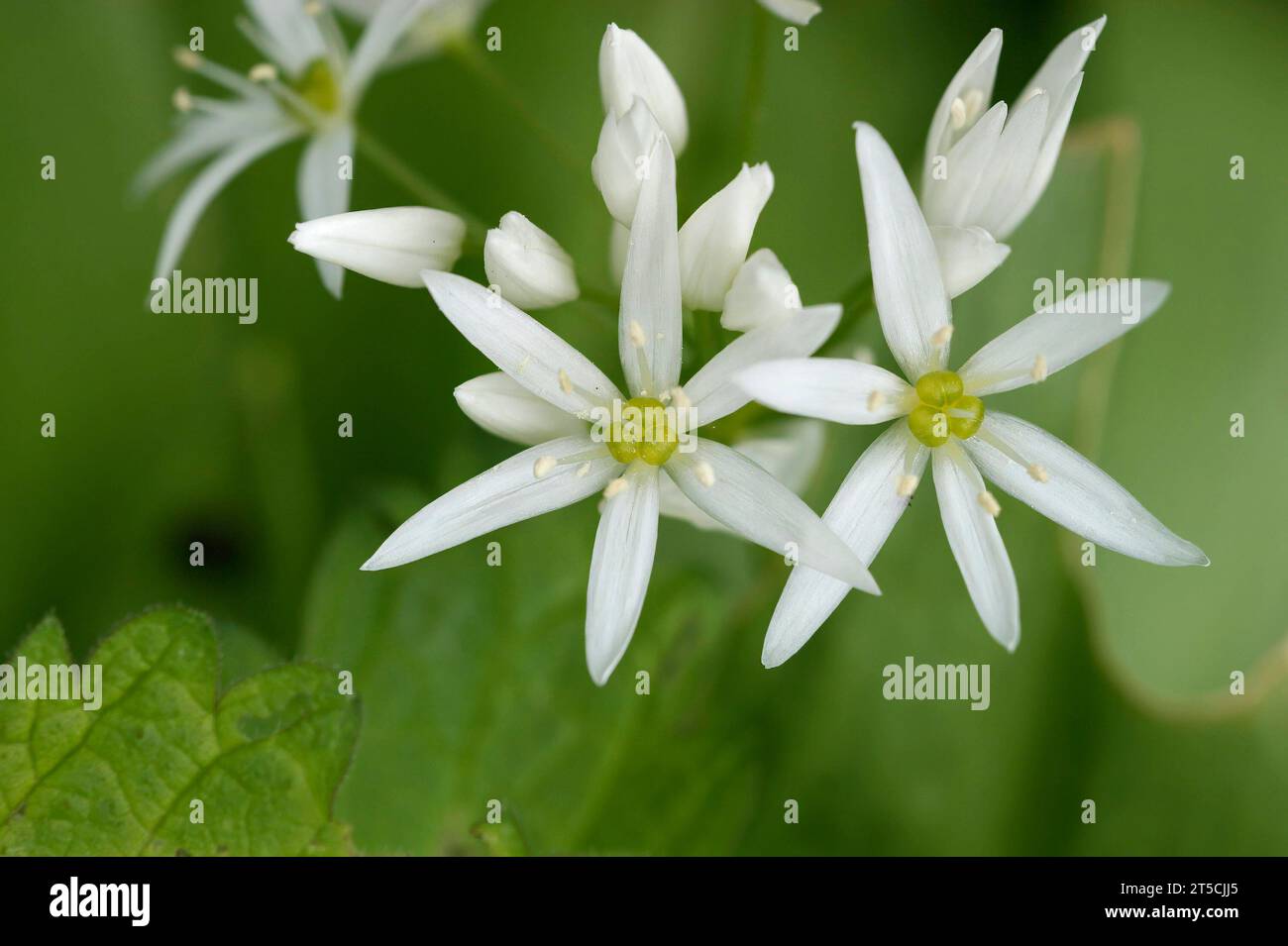 Primo piano naturale sul fragile fiore bianco dell'aglio selvatico o del porro d'orso, Allium ursinum Foto Stock