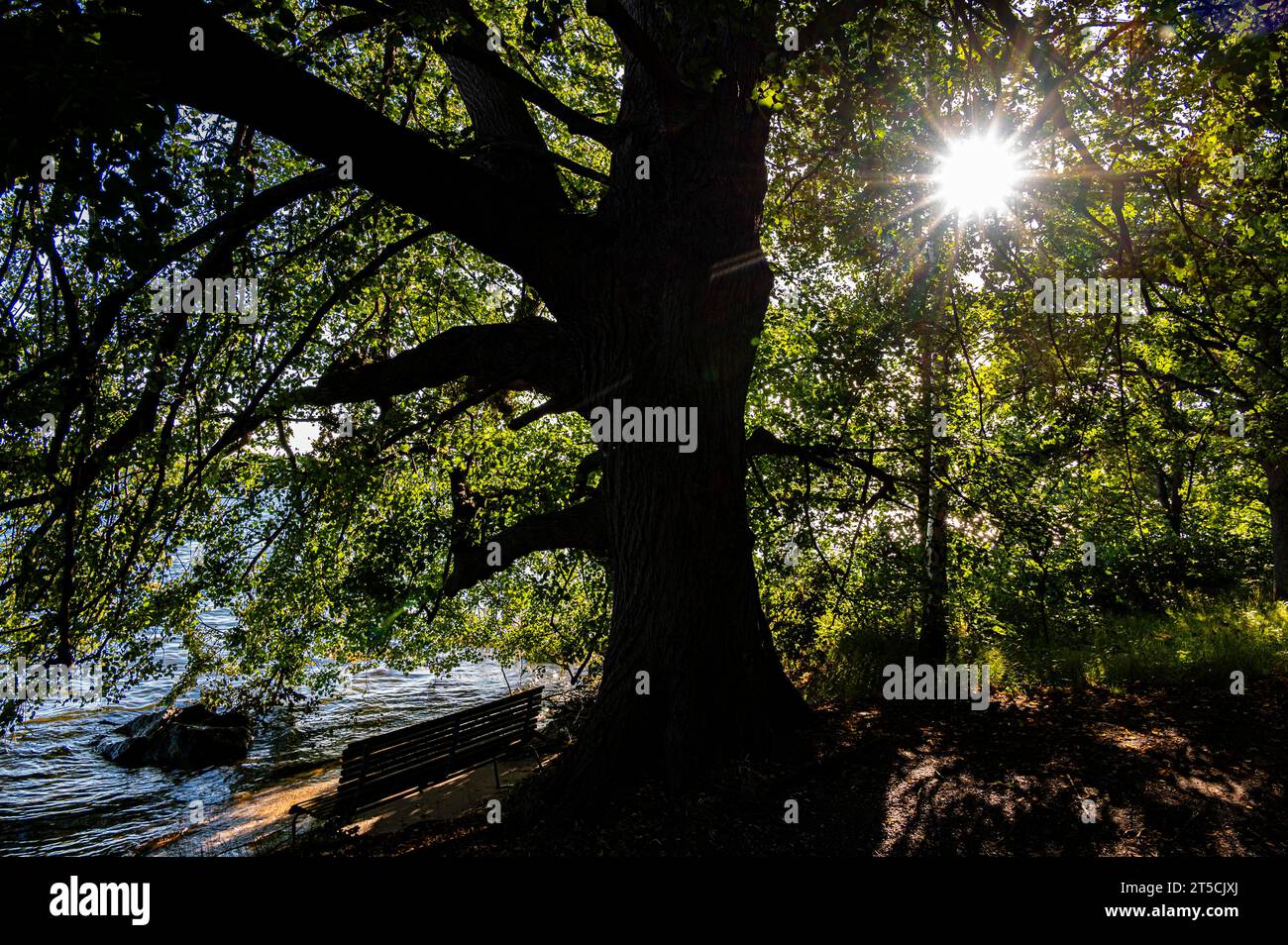 Una panchina sotto un albero, molto vicino al mare, a Vaxholms, arcipelago di Stoccolma Foto Stock