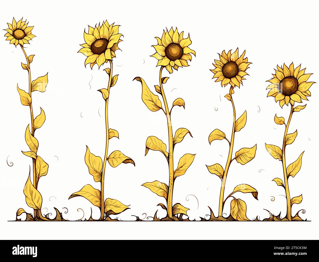 Disegno dei girasoli - illustrazione fasi di crescita separate, linee sovradisegnate. Illustrazione Vettoriale
