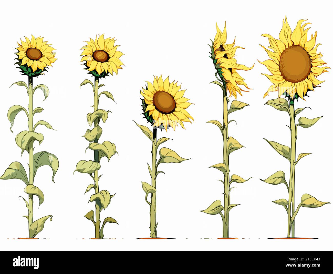 Disegno dei girasoli - illustrazione fasi di crescita separate, linee sovradisegnate. Illustrazione Vettoriale
