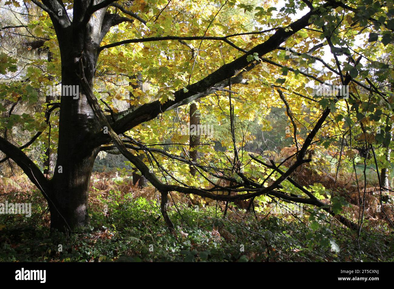 Un albero getta la sua forma nel bosco di autum nel Sussex Foto Stock