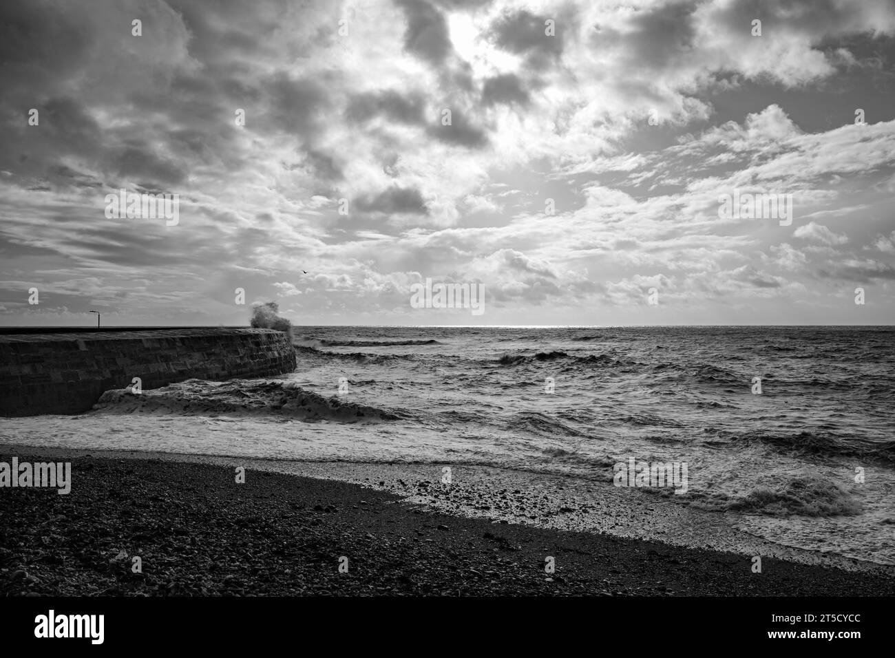 Lyme Regis Peral del Dorset Jurassic Coast Dorset Foto Stock