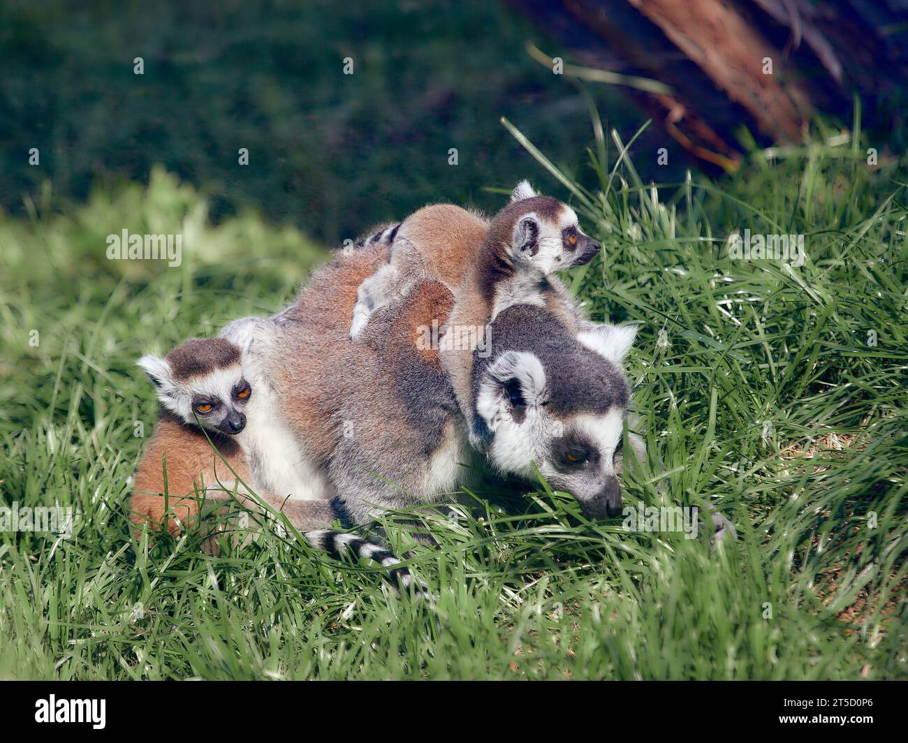Famiglia Lemur al Malkia Wildlife Park, Slovacchia. Foto Stock