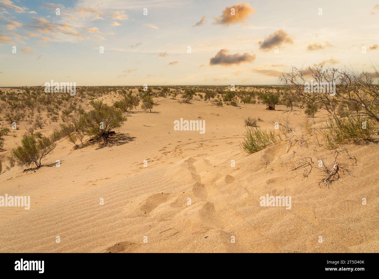 Dune di sabbia o paesaggio desertico con cielo al tramonto in Medio Oriente. Foto Stock