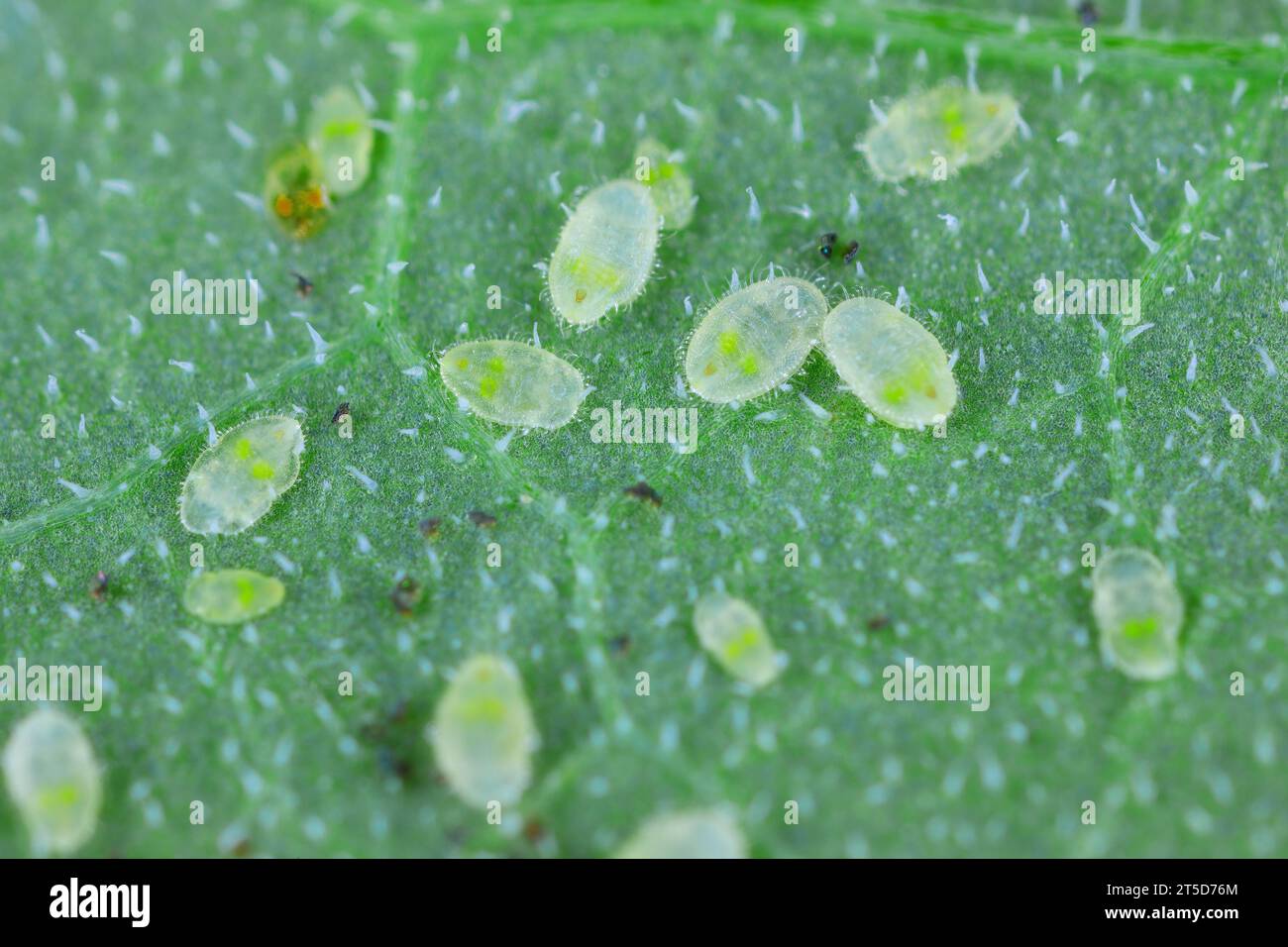 Serra bianca Trialeurodes vaporariorum sul lato inferiore della foglia di pomodoro. Foto Stock