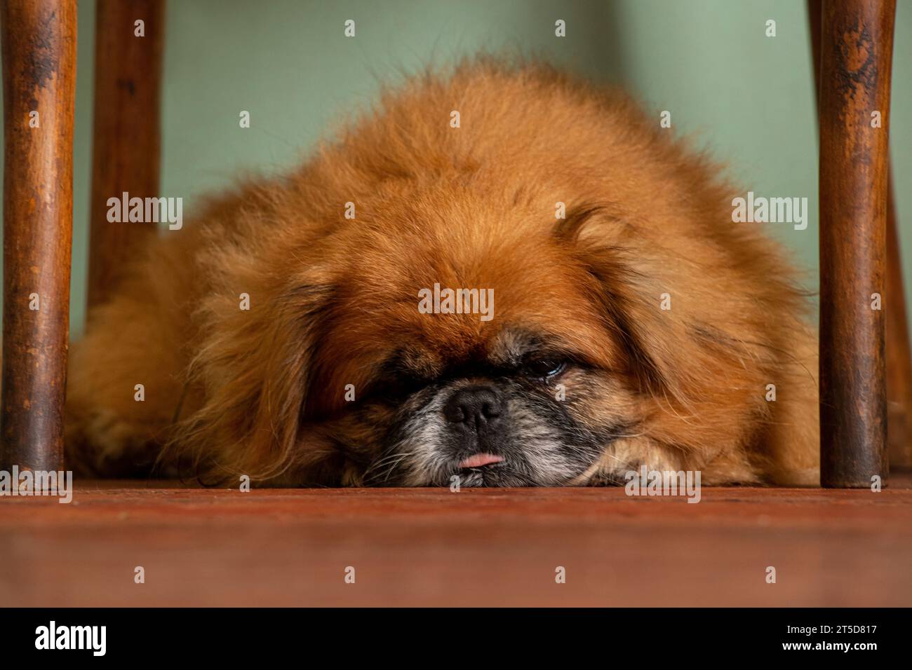 Cane pekingese rosso giace sotto una sedia e riposa a casa, animale domestico Foto Stock