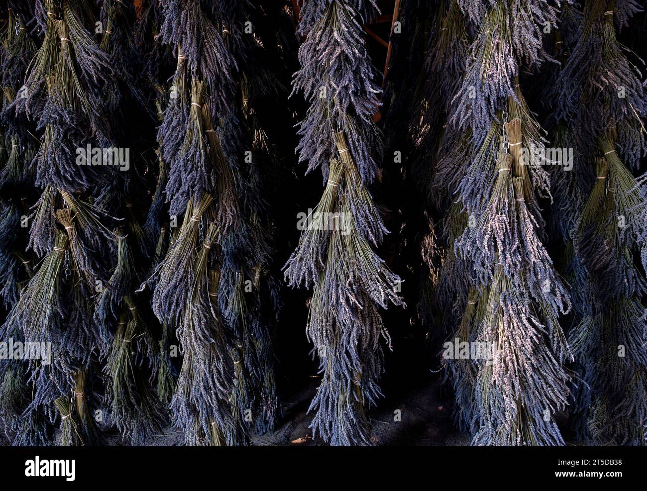 Asciugare la lavanda. Foto Stock