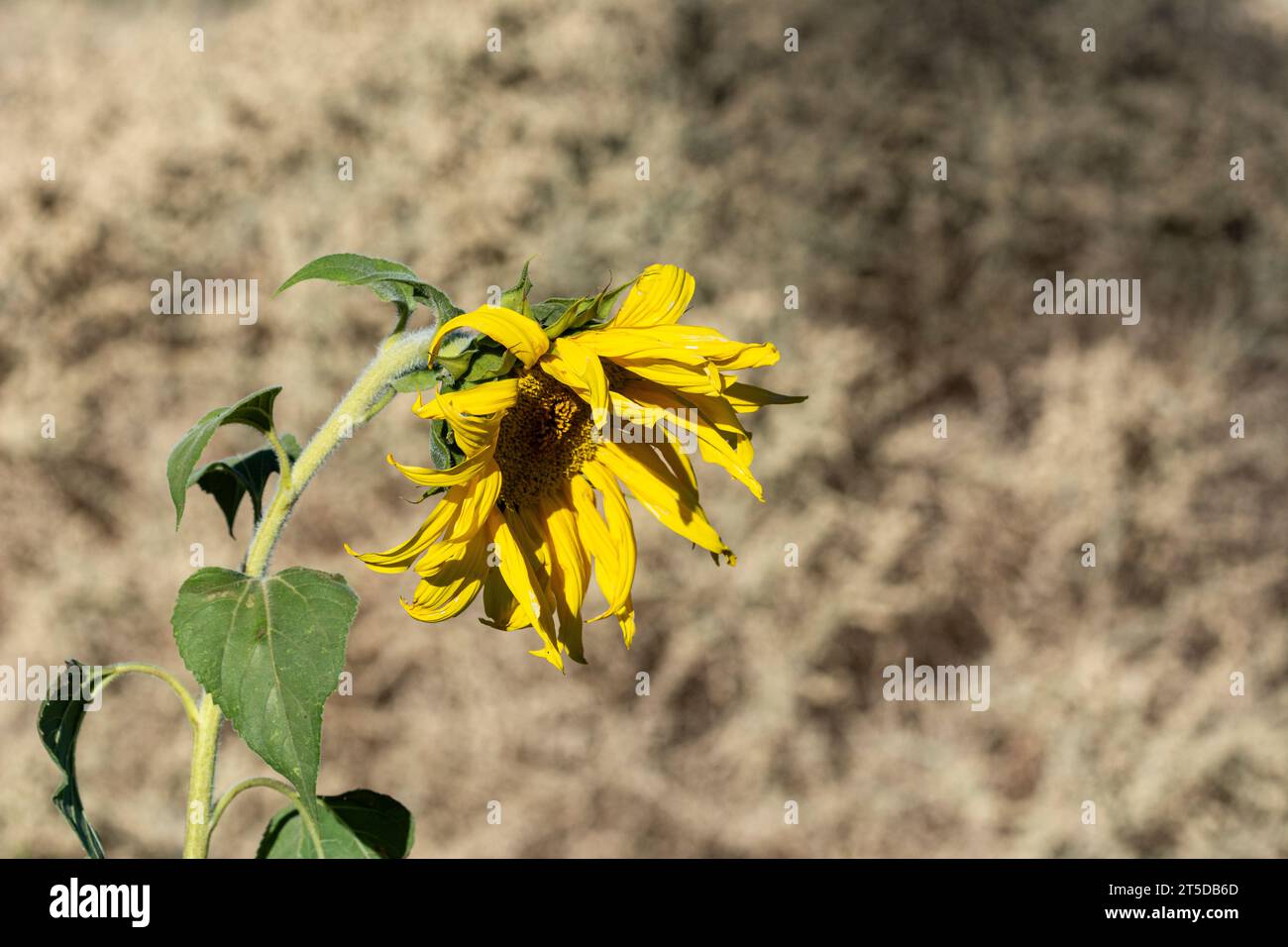 Un girasole selvaggio della California (Helianthus californicus), visto qui nel deserto del Mojave, è originario della California e della Baja California in Messico. Foto Stock