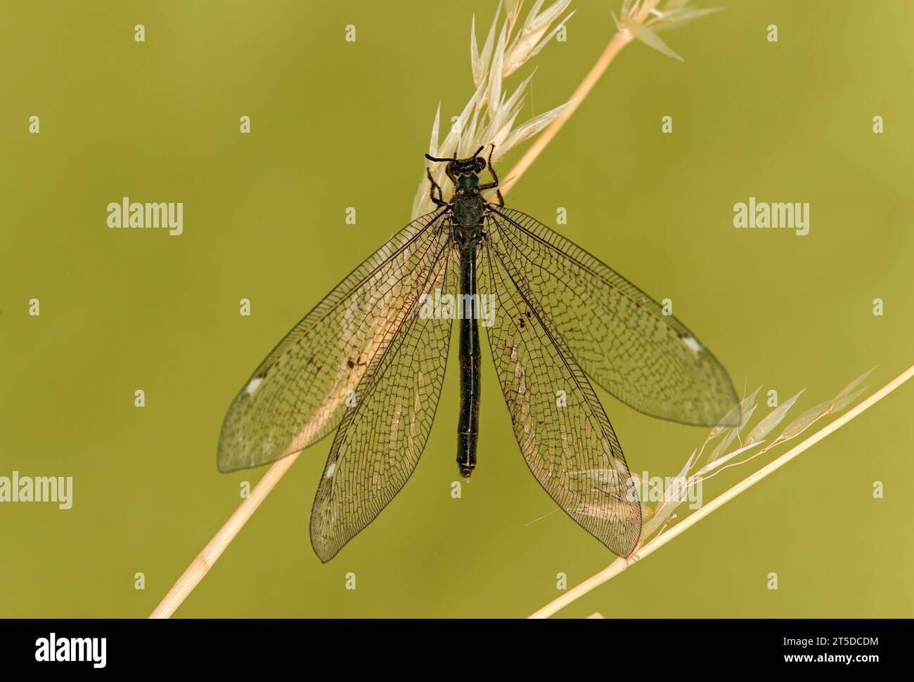 Antlion (Myrmeleon formicarius), Vallese, Svizzera Foto Stock
