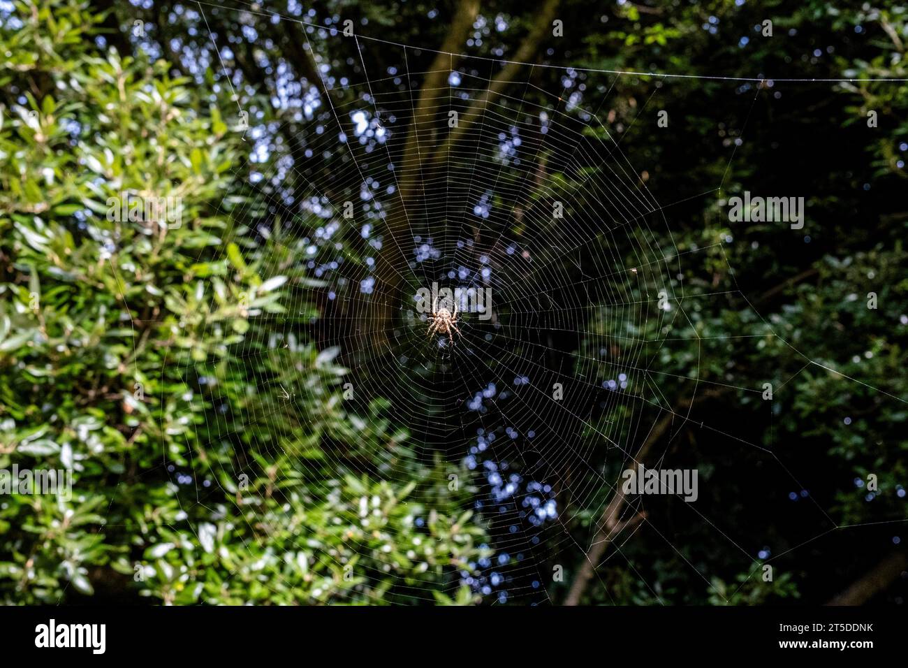 A Spider and Spiders Web, Lewes, East Sussex, Regno Unito Foto Stock