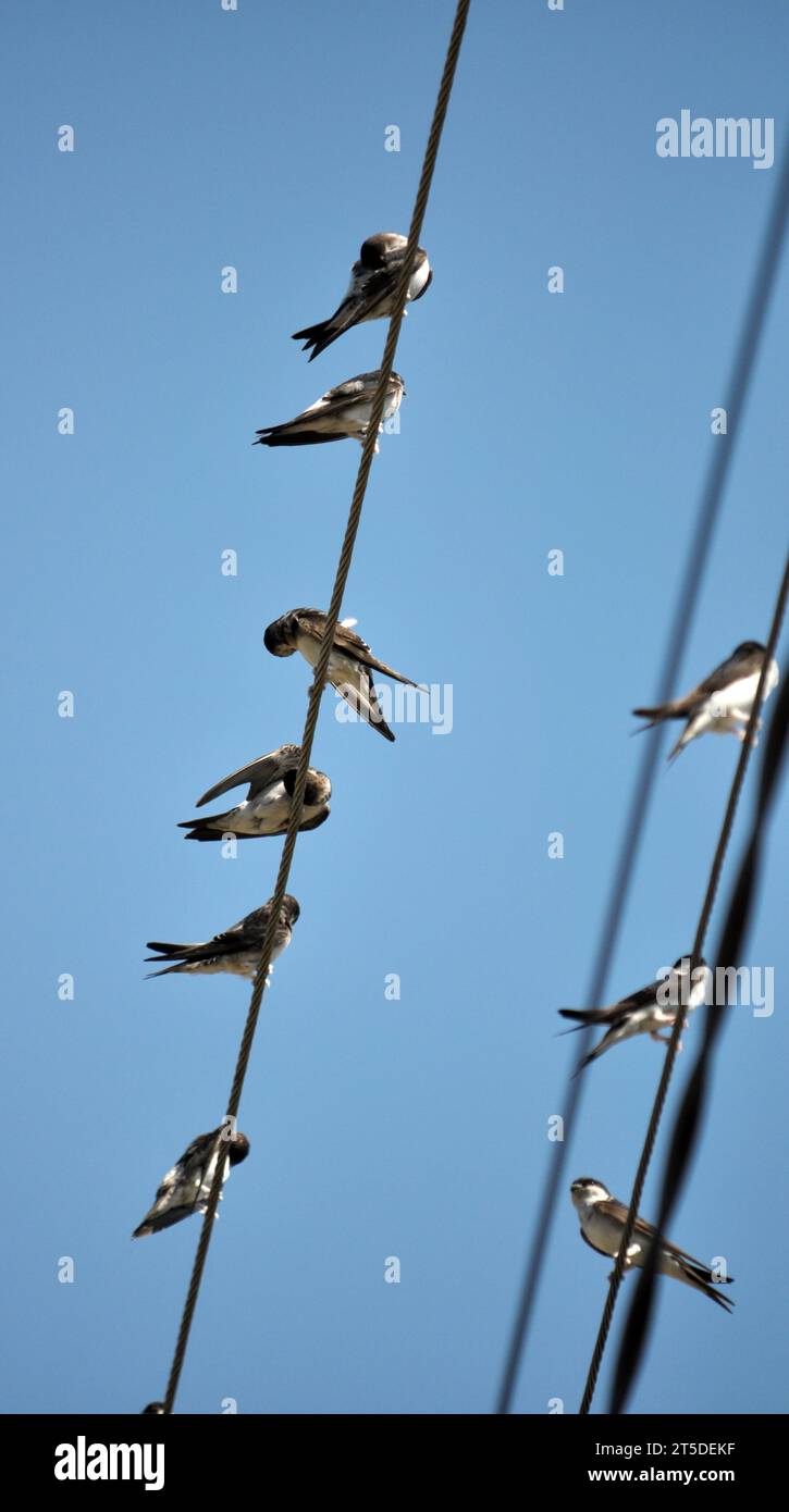 La mattina prima di come volare fuori nell'areasl più caldo per alcuni giorni swallows riunirsi in una confezione e sedersi sui fili Foto Stock