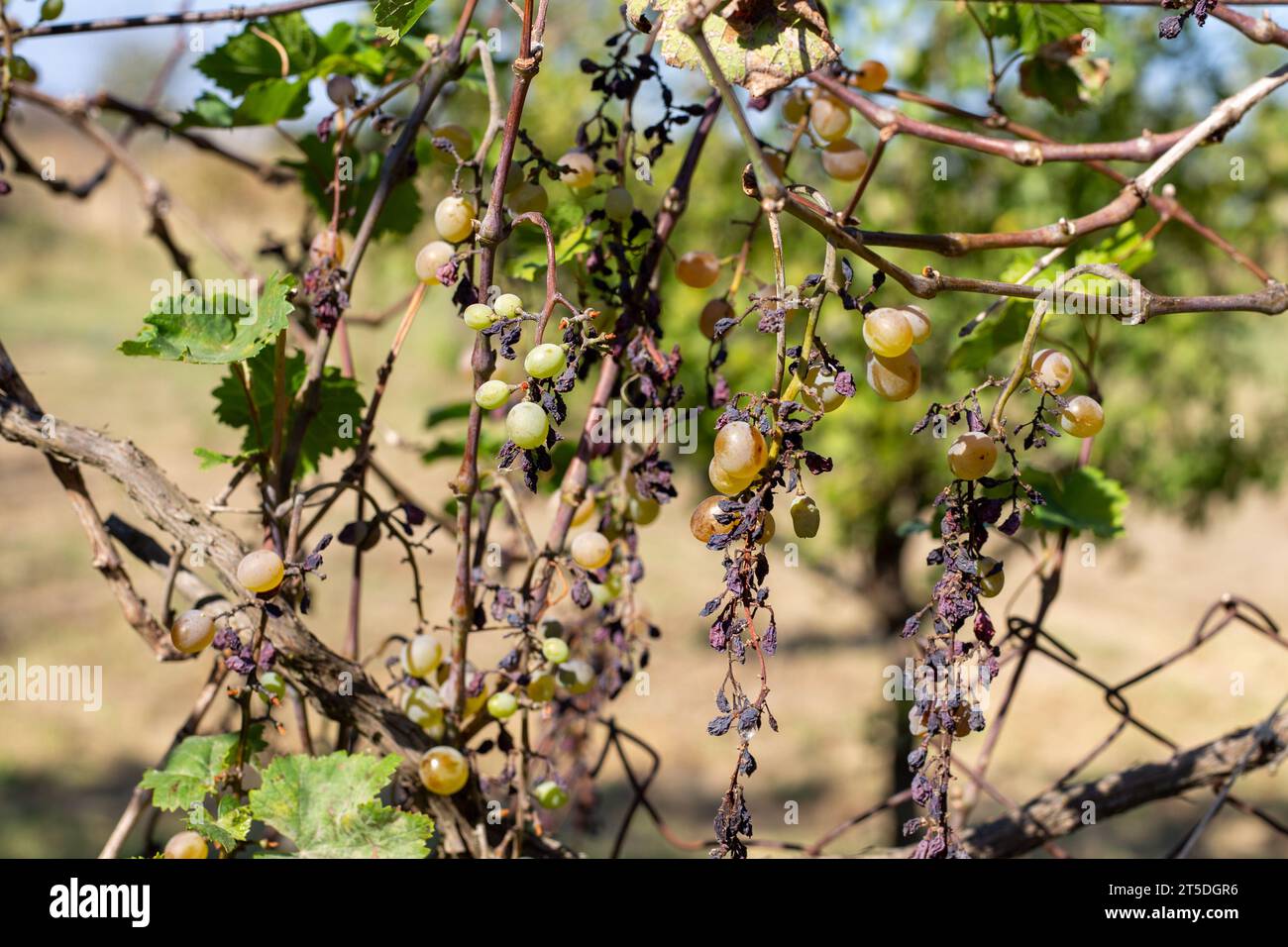 uva secca malata. Grappoli di uva verde con frutta secca sulla vite. Foto Stock