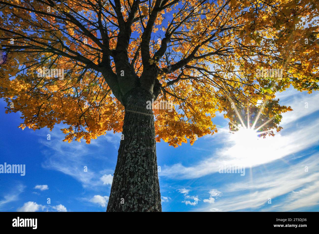 Scatto retroilluminato di un albero di acero (Acer) in autunno, Baviera, Germania, Europa Foto Stock
