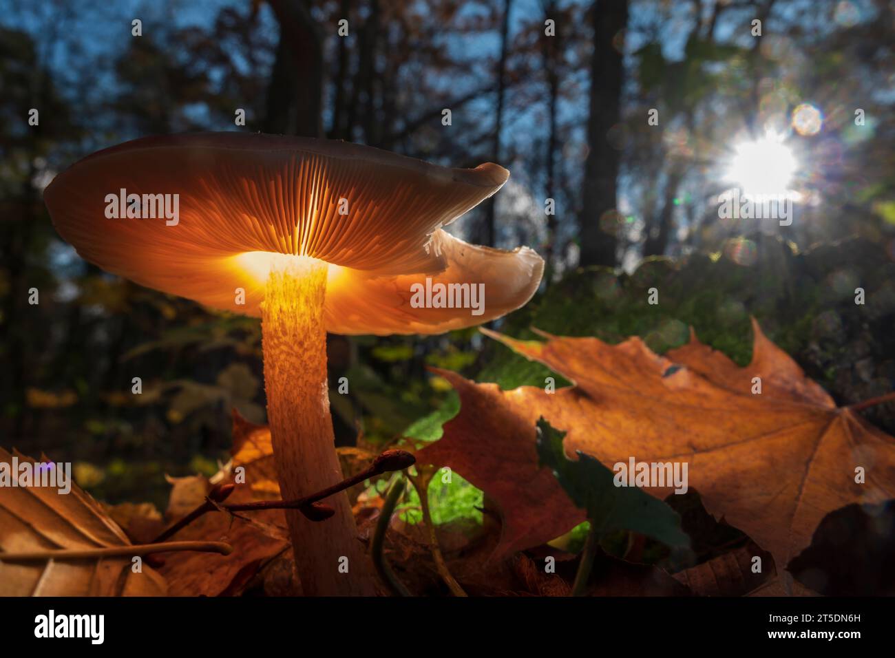 Funghi luminosi magici nella foresta autunnale. Foto macro con fulmini creativi. Foto Stock
