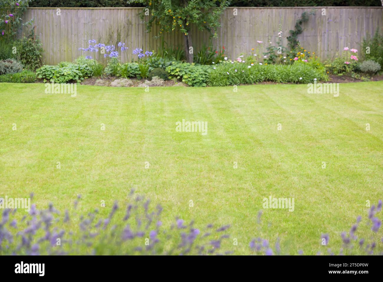 Dettaglio di un prato in erba verde in un giardino sul retro del Regno Unito con bordi floreali. Concentrati sul prato. Foto Stock