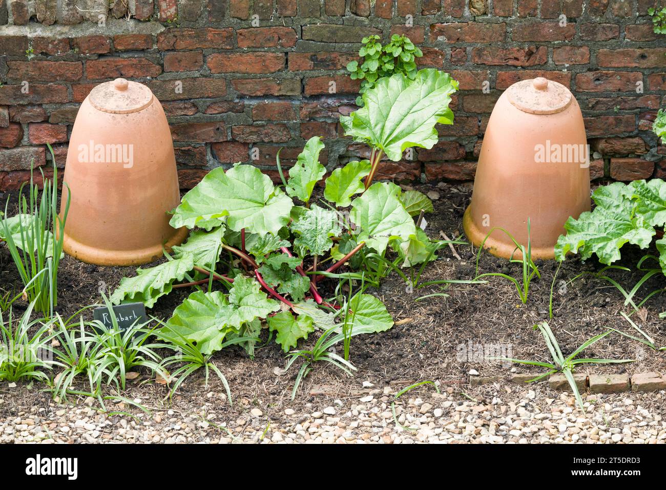 Piante di rabarbaro che crescono in un orto inglese con vasi di rabarbaro in terracotta o forcette. Giardinaggio britannico. Foto Stock