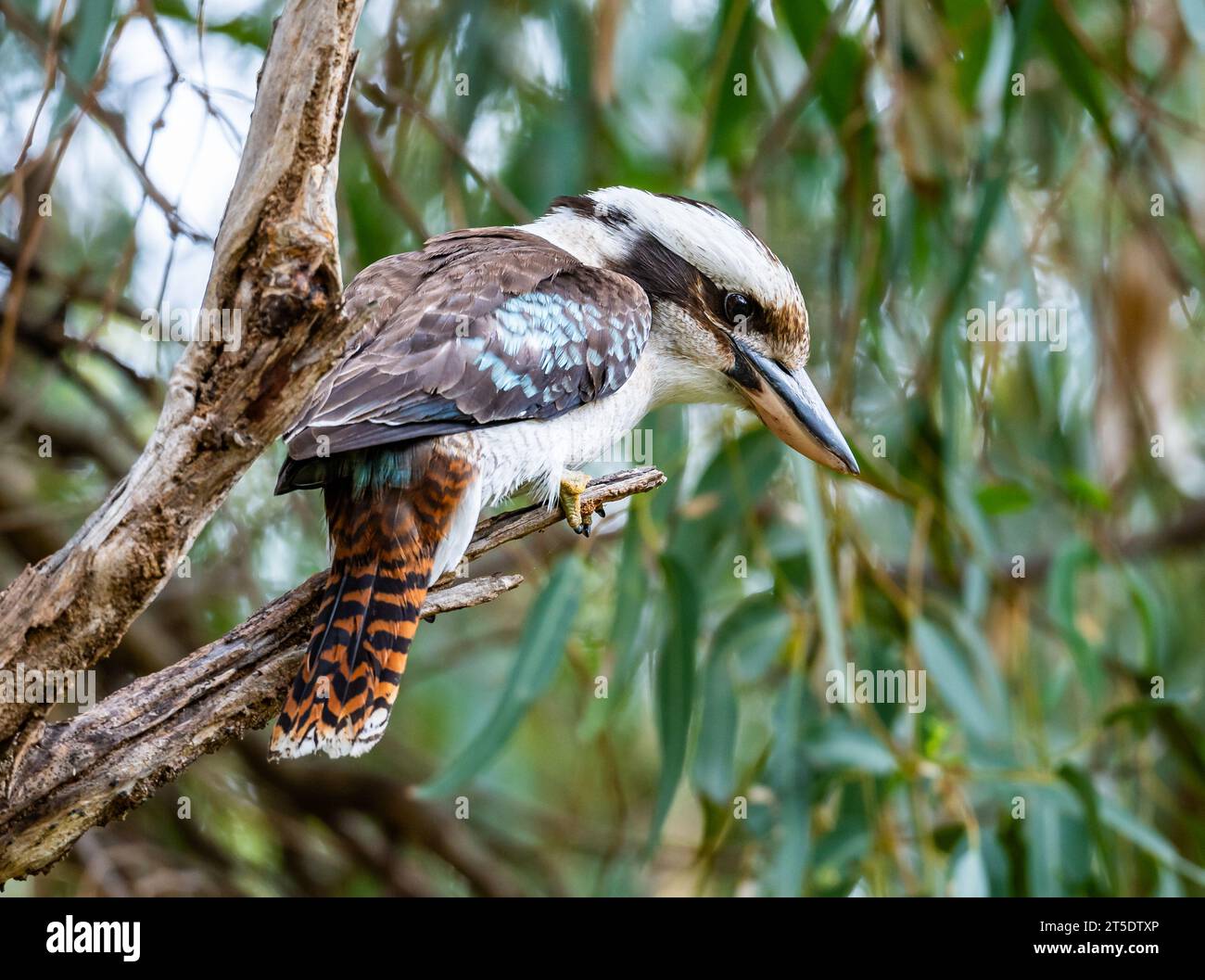 Un Kookaburra ridendo (Dacelo novaeguineae) arroccato su un ramo. Australia. Foto Stock