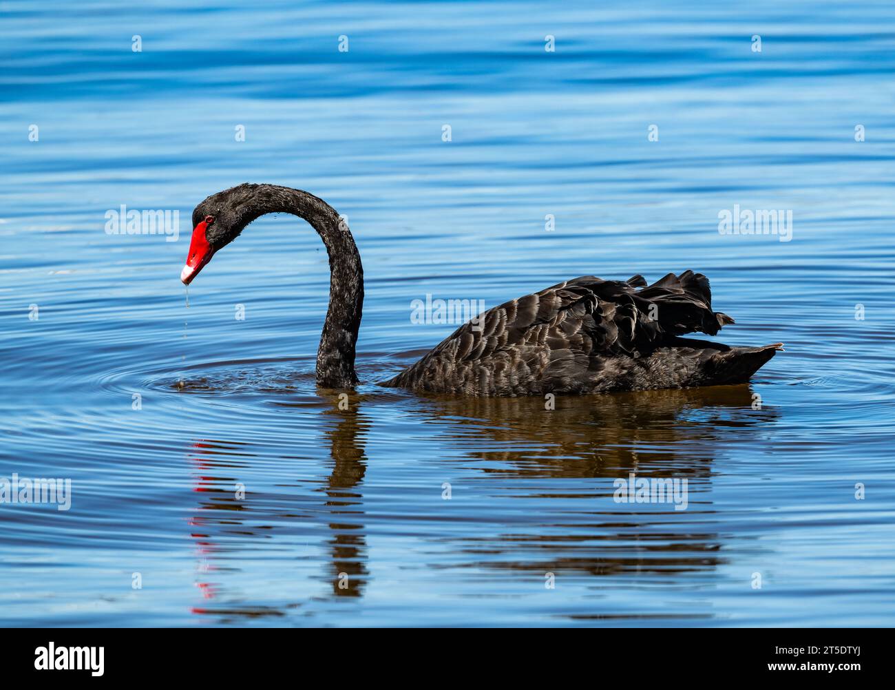 Un cigno nero selvaggio (Cygnus atratus) che nuota in un lago. Australia. Foto Stock