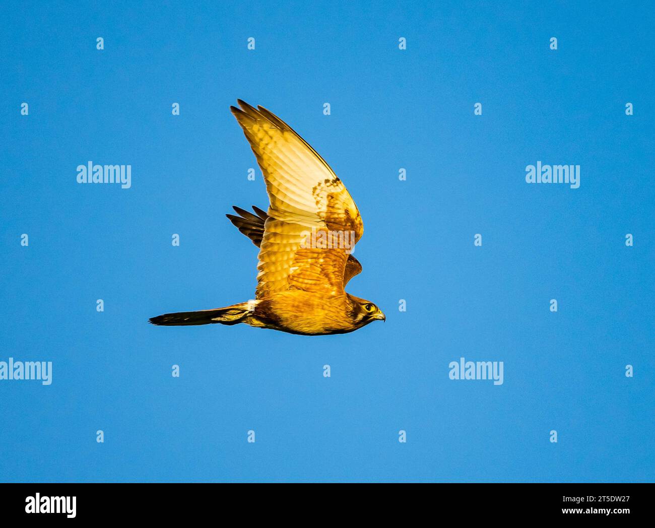 Un Falco marrone (Falco berigora) che vola sopra il cielo blu. Australia. Foto Stock