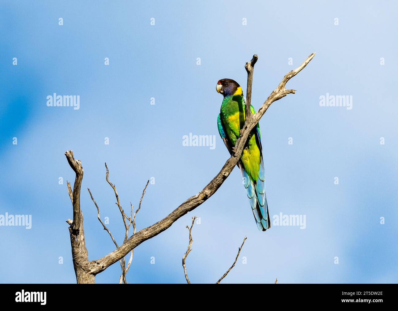 Un colorato pappagallo australiano a collo di rondine (Barnardius zonarius) arroccato su un ramo. Australia. Foto Stock