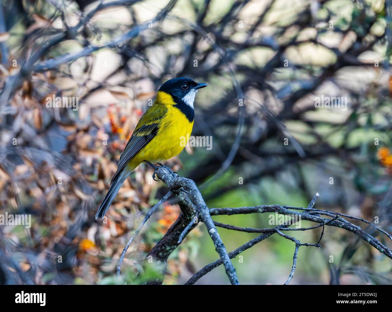 Un colorato Western Whistler (Pachycephala fuliginosa) arroccato su un ramo. Australia. Foto Stock