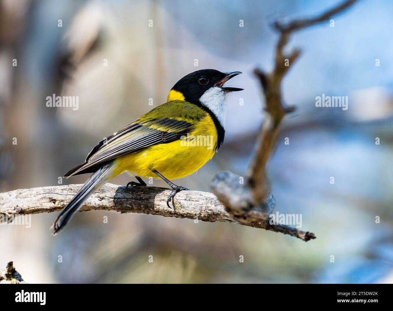 Un colorato Western Whistler (Pachycephala fuliginosa) che canta su un ramo. Australia. Foto Stock