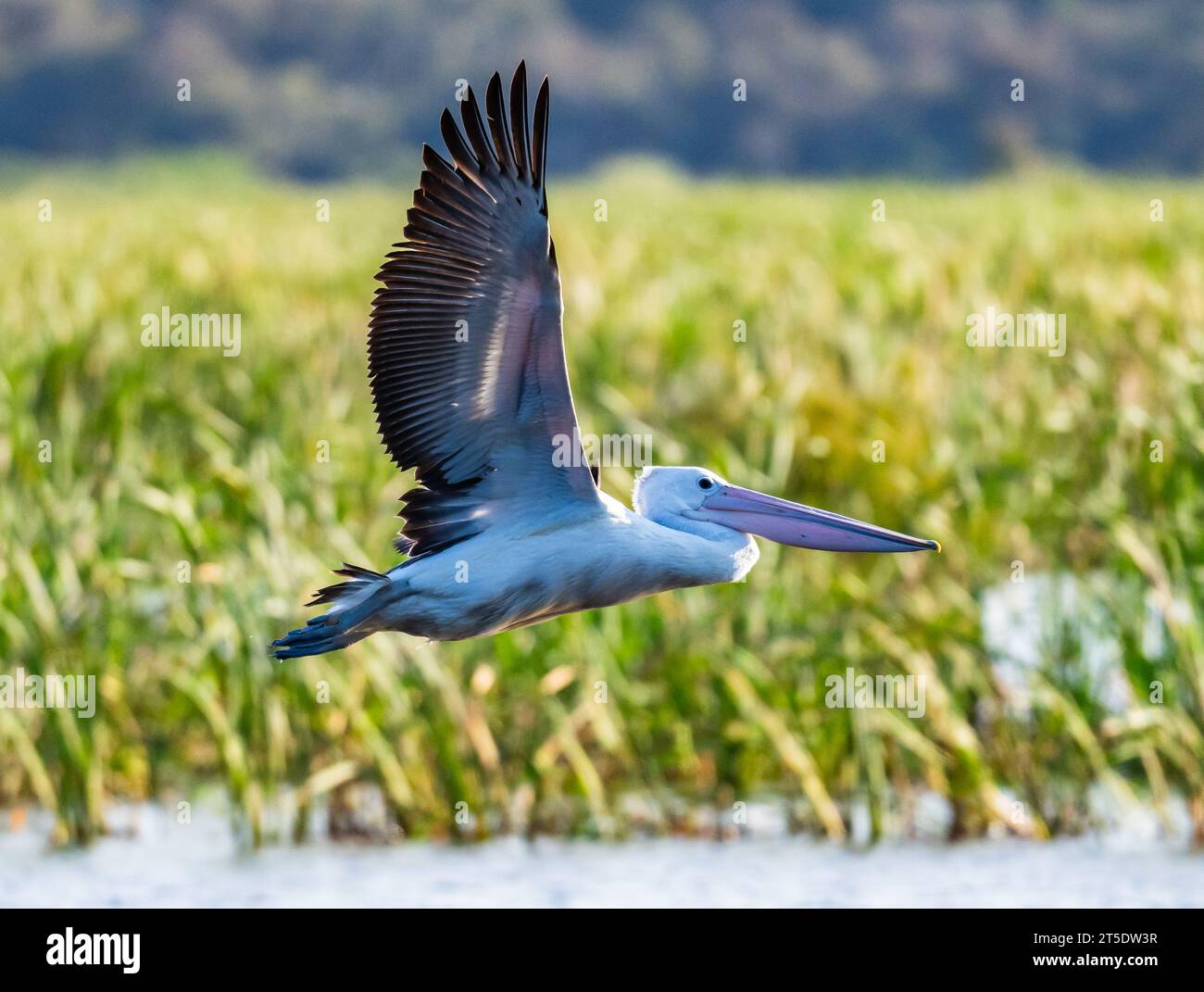 Un pellicano australiano (Pelecanus conspicillatus) che vola sopra la palude costiera. Australia. Foto Stock