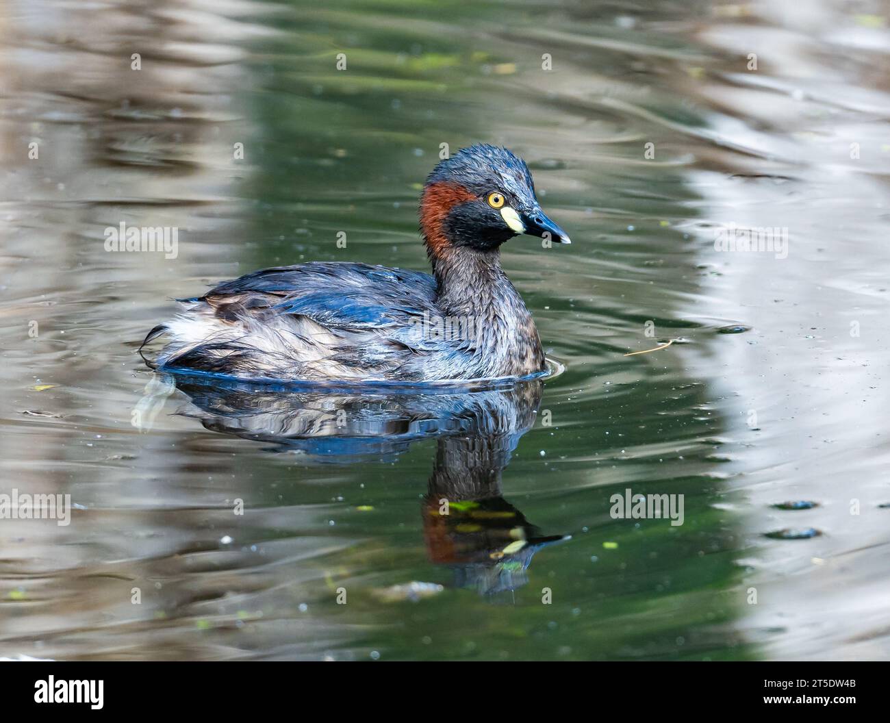 Un Grebe Australasiano (Tachybaptus novaehollandiae) che nuota in acqua. Australia. Foto Stock