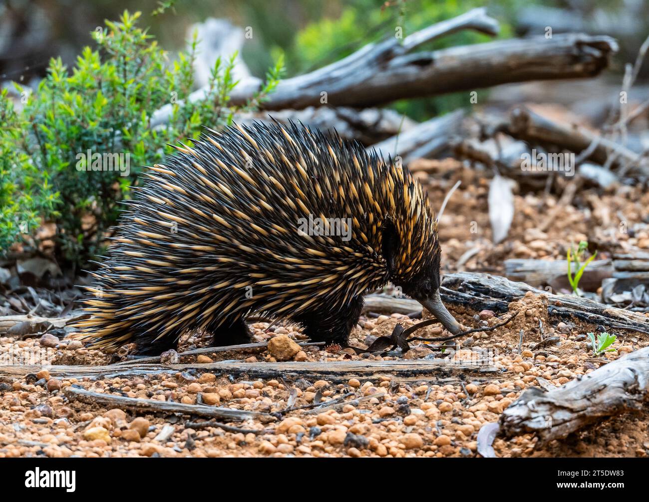 Un Echidna dal becco corto (Tachyglossus aculeatus) è un mammifero unico che depone le uova. Australia. Foto Stock