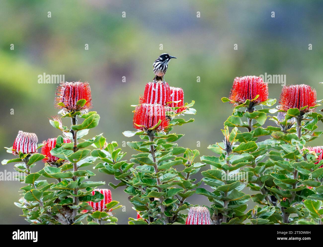 Un Honeyeater New Holland (Phylidonyris novaehollandiae) arroccato sulla cima dei fiori di Scarlet Banksia (Banksia coccinea). Australia. Foto Stock