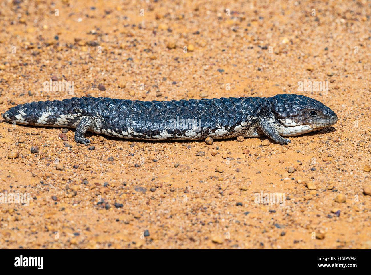 Uno Shingleback Skink (Tiliqua rugosa) su sporco rosso. Australia. Foto Stock