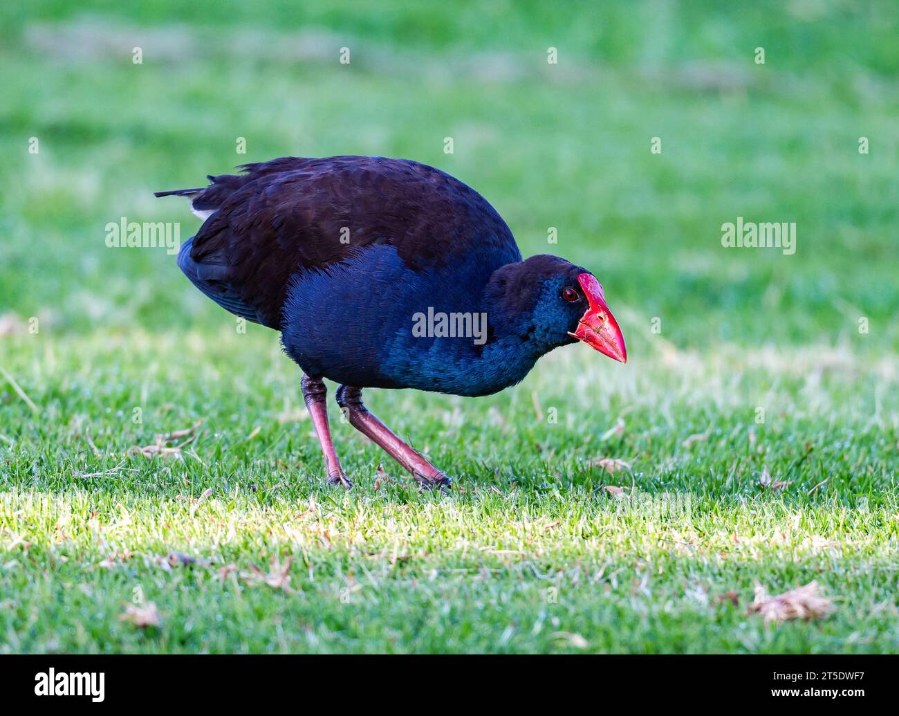 Una gallina da palude Australasiana (Porphyrio melanotus) che si nutrono di erba verde. Australia. Foto Stock