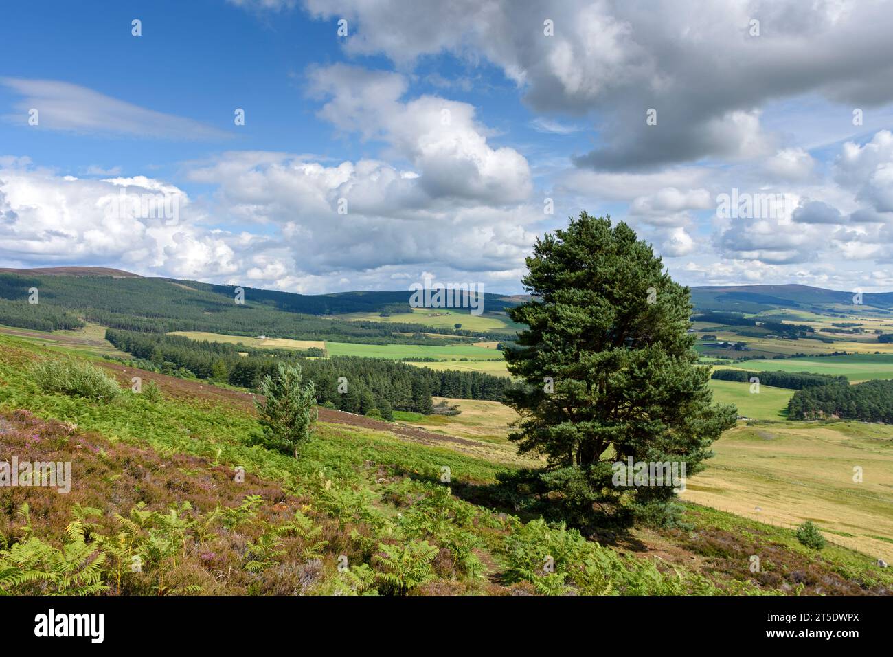 Vicino all'inizio del sentiero per la collina di Morven, Aberdeenshire, Scozia, Regno Unito Foto Stock
