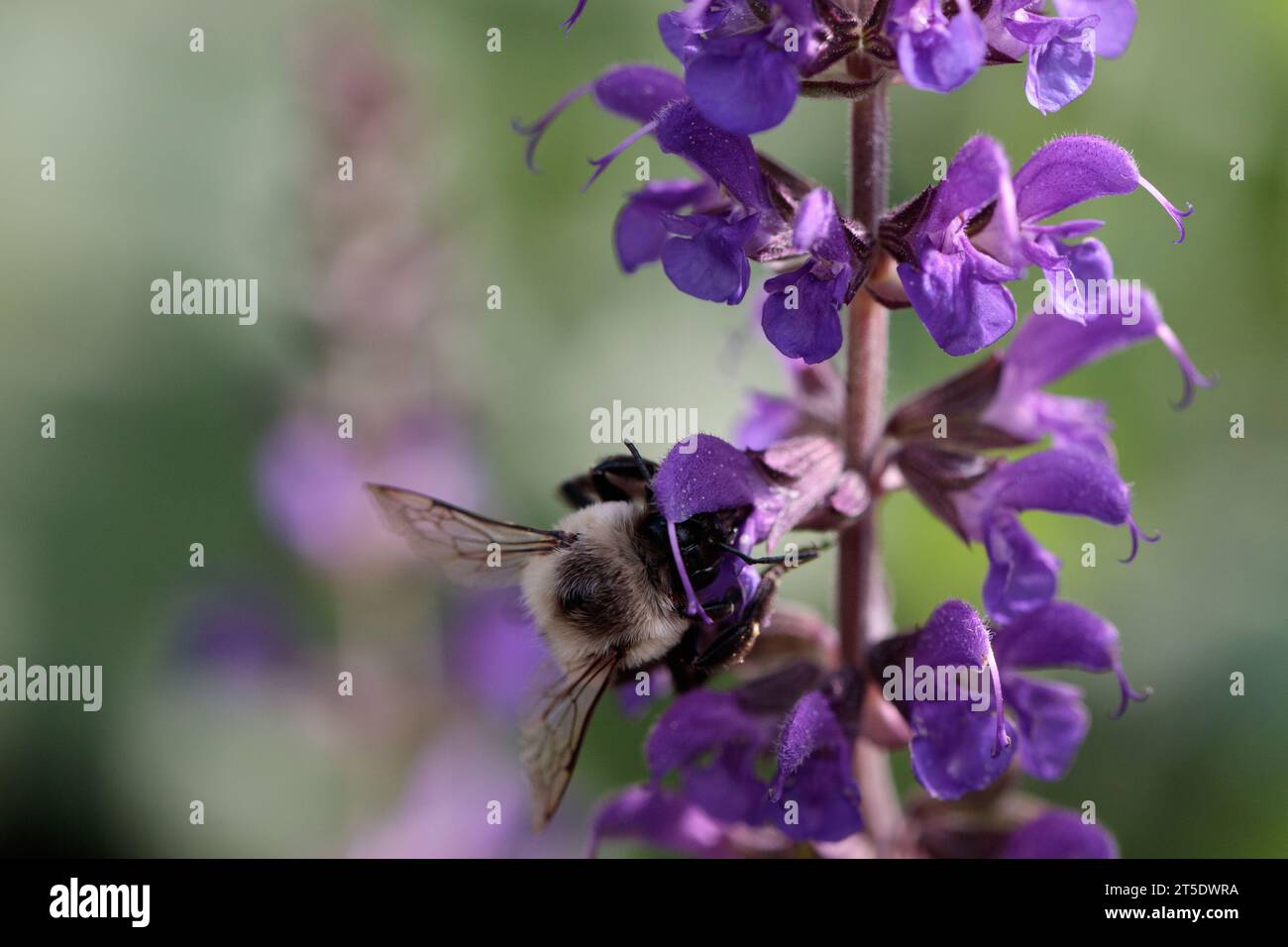Un'ape da falegname su catmenta viola su sfondo verde e viola Foto Stock