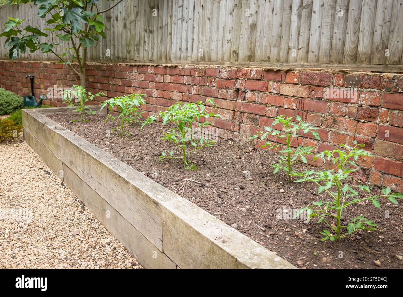 Coltivare pomodori. Giovani piante di pomodoro che crescono all'esterno in un letto rialzato, giardino del Regno Unito. Foto Stock